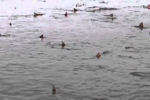 Pobřeží velké británie chisses sharks. Pobřeží velké británie chisses sharks.